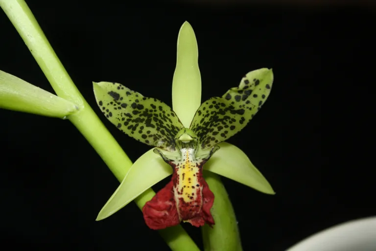 Cymbidiella