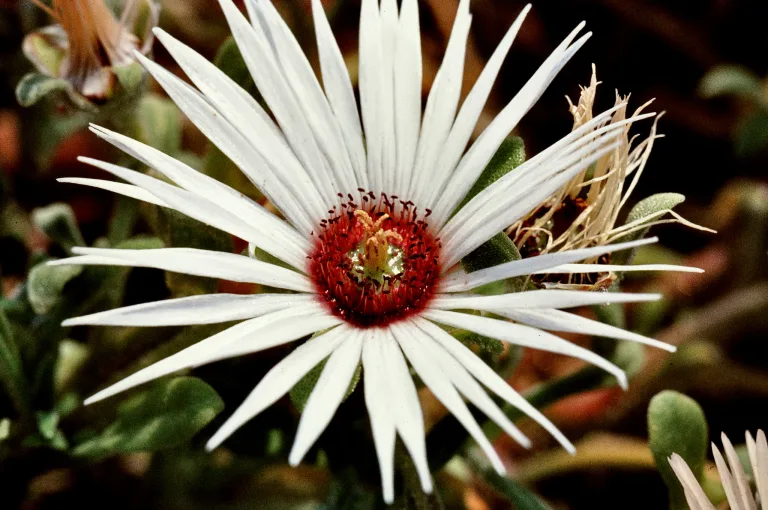 Dorotheanthus