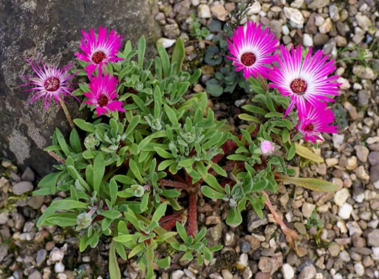 Dorotheanthus apetalus