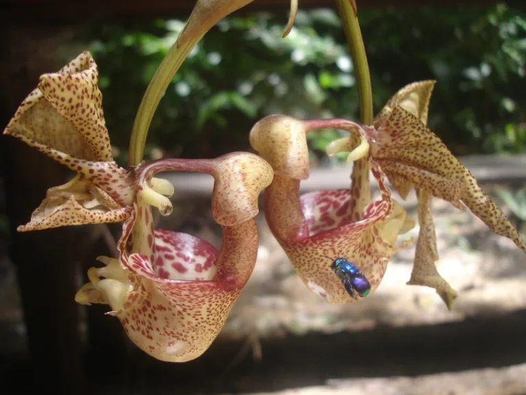 Coryanthes