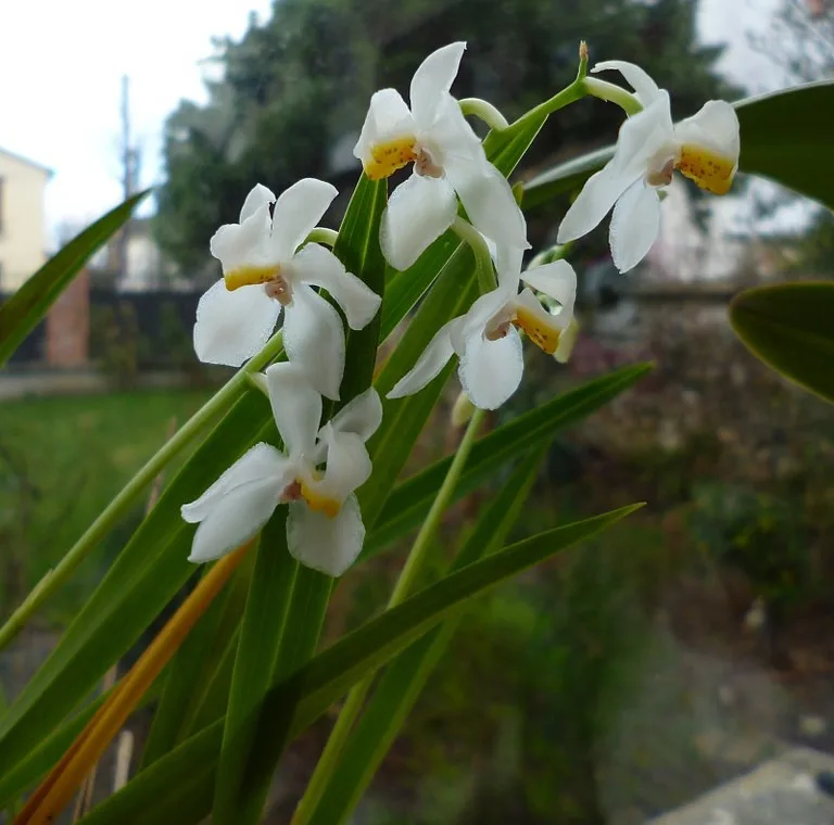 Cuitlauzina