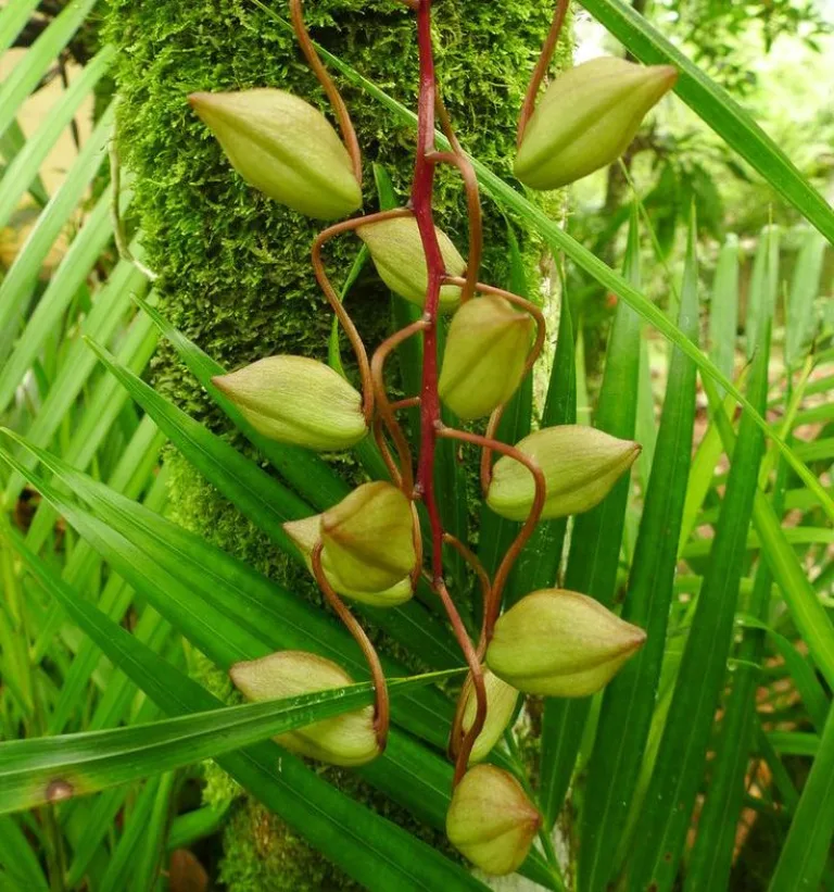 Cirrhaea fuscolutea