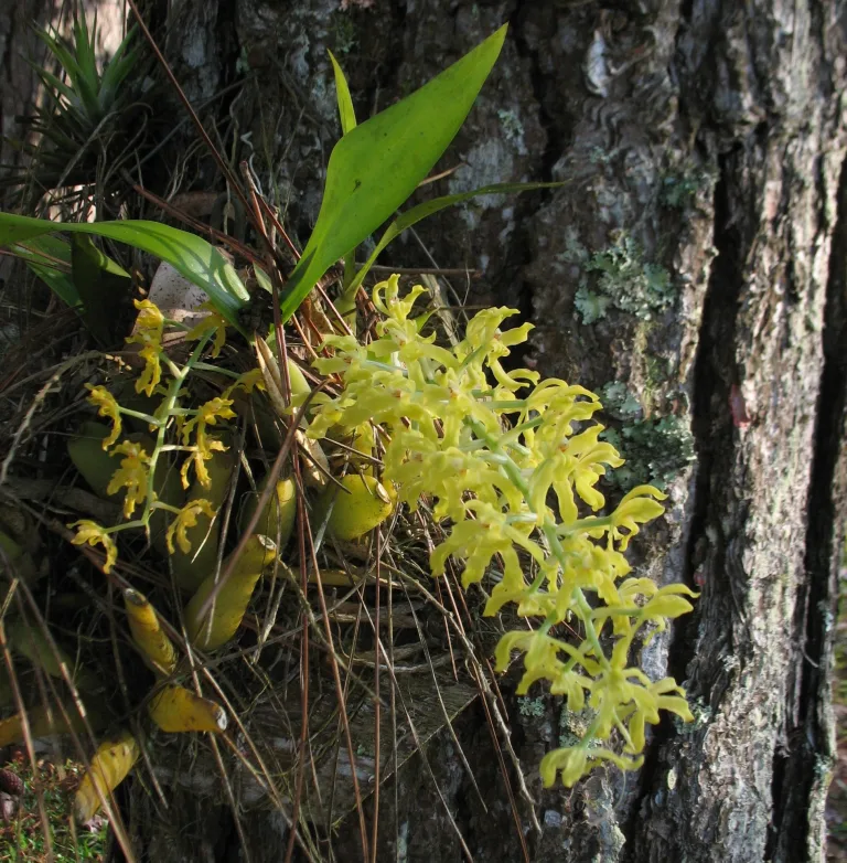 Gomesa crispa