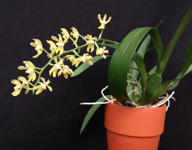 Gomesa crispa