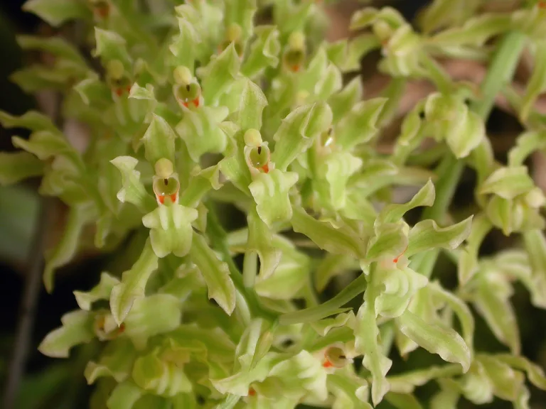 Gomesa crispa