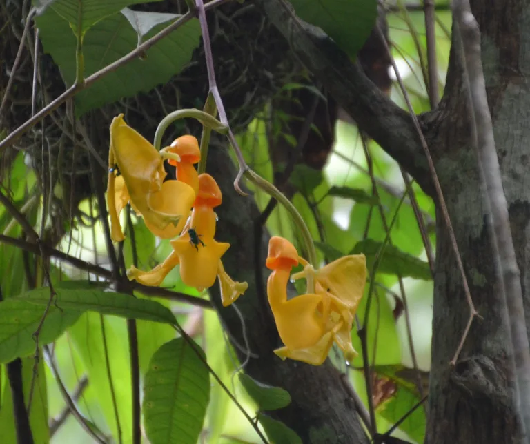 Coryanthes speciosa