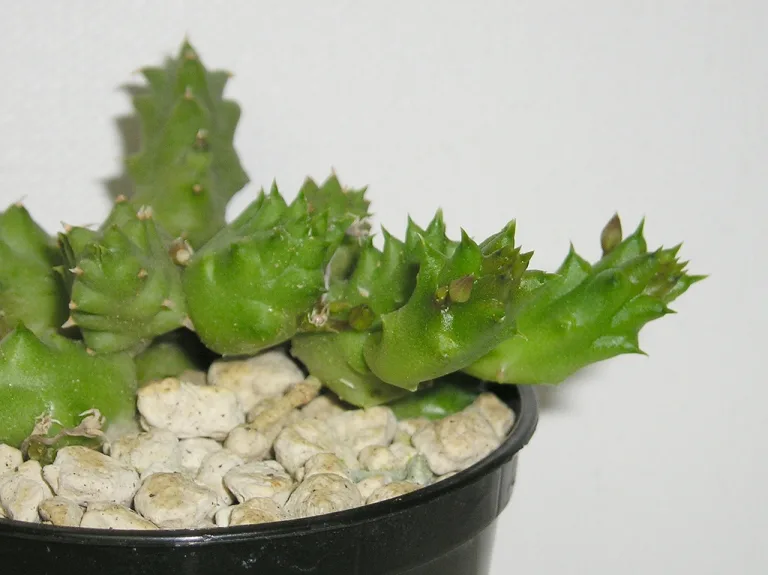 Duvalia pillansii