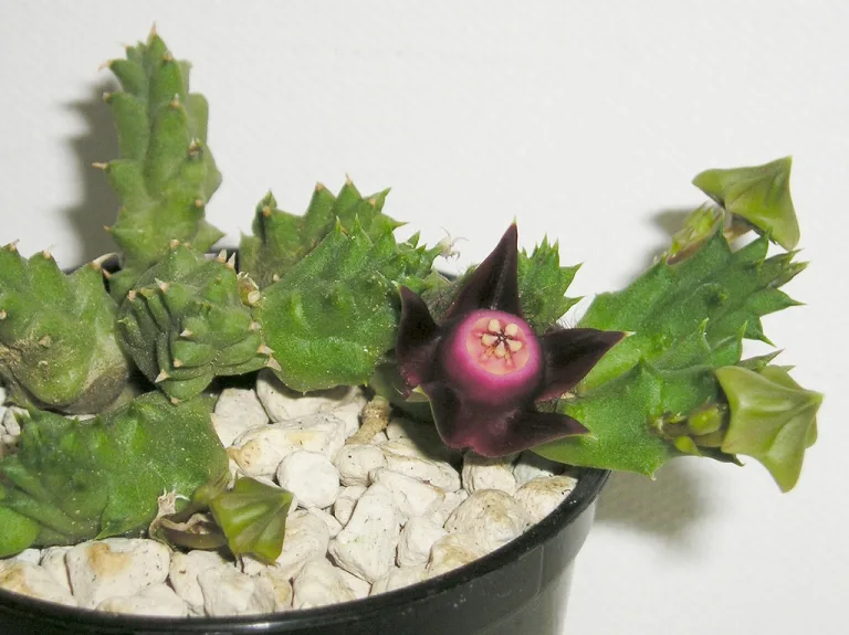 Duvalia pillansii