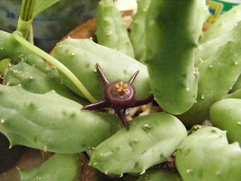 Duvalia elegans