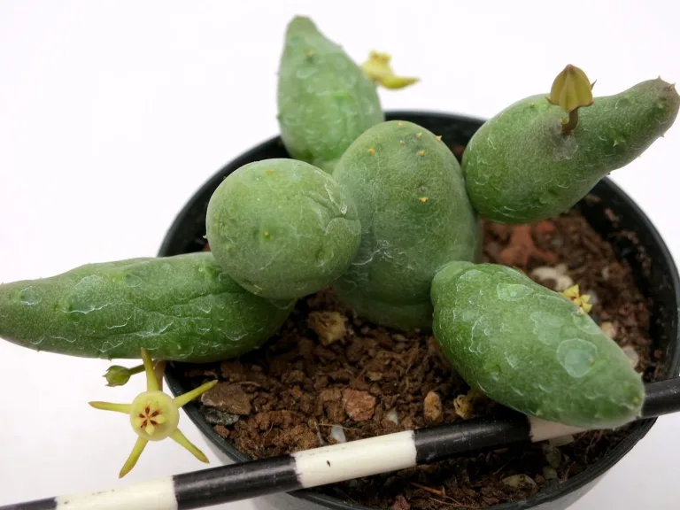 Duvalia parviflora