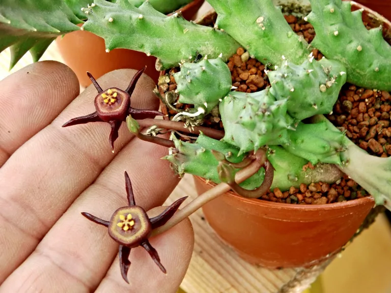 Duvalia caespitosa
