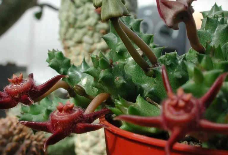 Duvalia caespitosa subs. pubescens