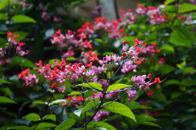 Clerodendrum thomsoniae Delectum