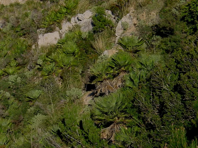 Chamaerops humilis