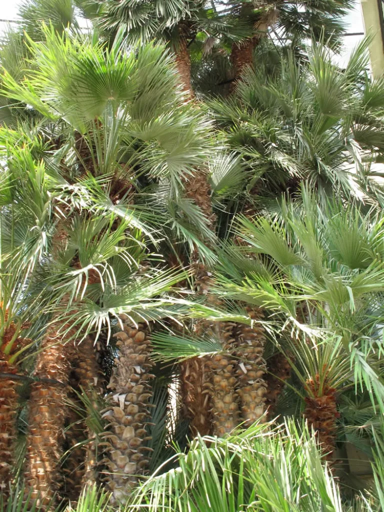 Chamaerops humilis var. arborescens
