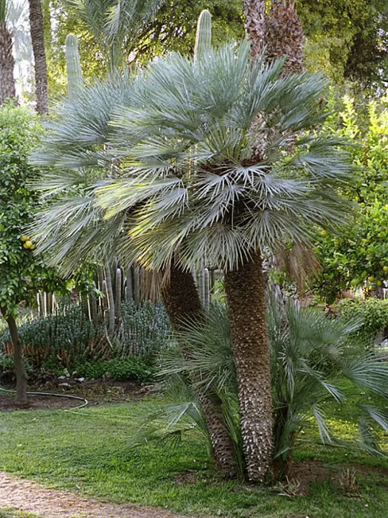 Chamaerops humilis var. argentea