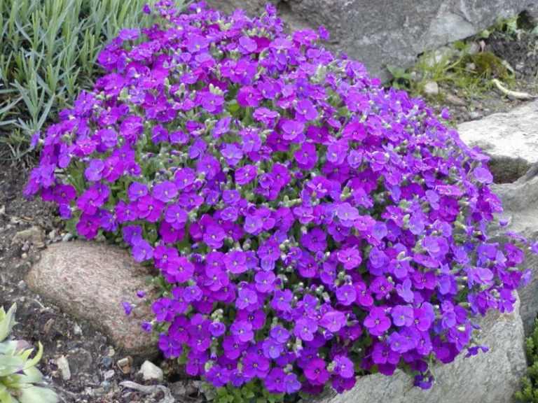 Aubrieta deltoidea