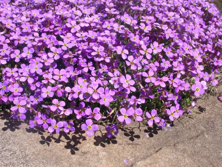 Aubrieta gracilis