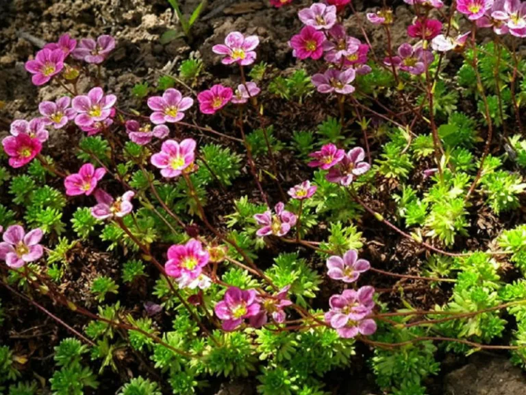 Камнеломка дернистая 'Koenig Rose'