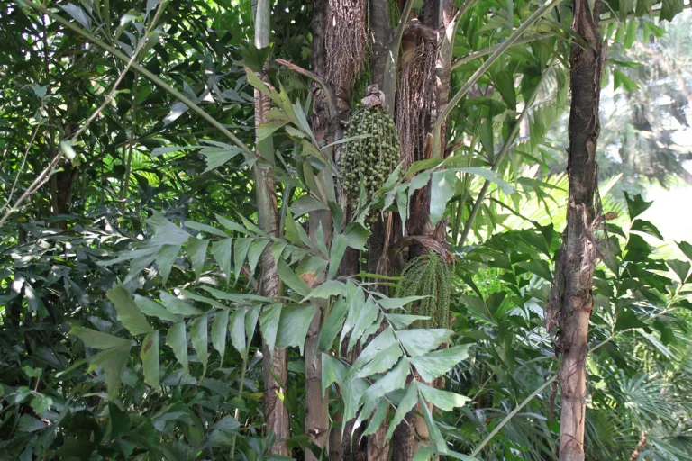 Caryota mitis