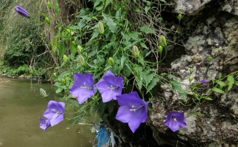 Campanula carpatica