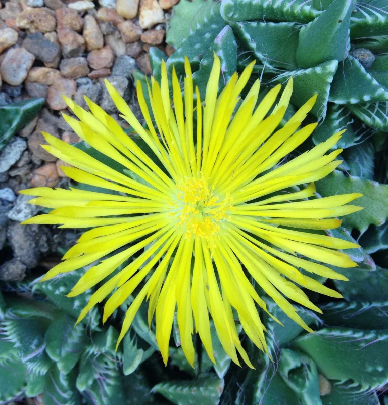 Faucaria tigrina
