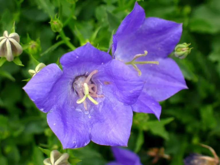 Campanula carpatica