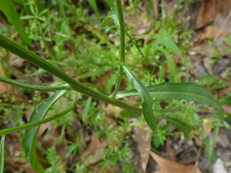 Erysimum