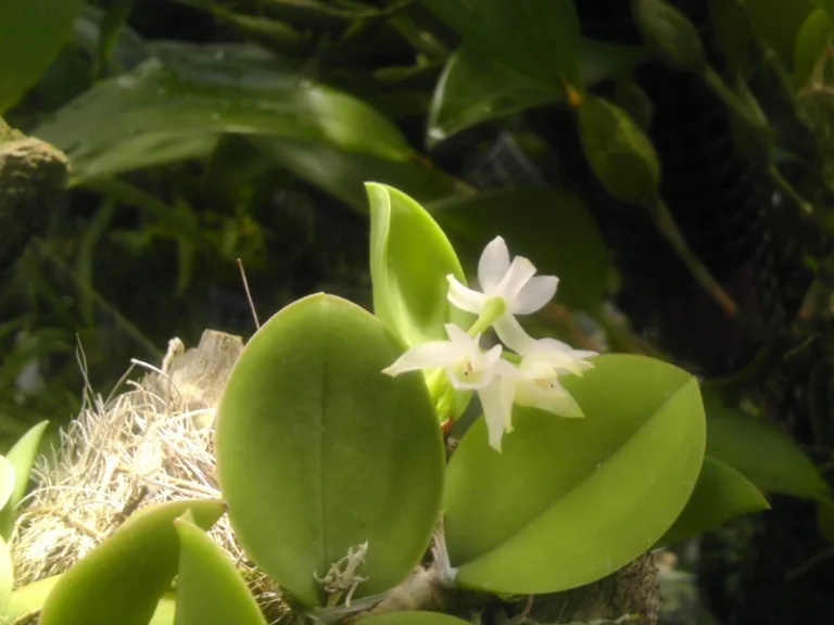Meiracyllium trinasutum f. alba