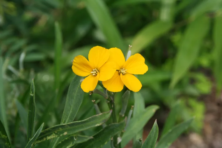 Erysimum perofskianum