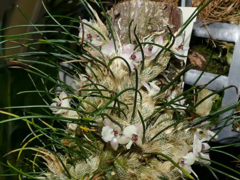 Изабелия девственная (I. virginalis)