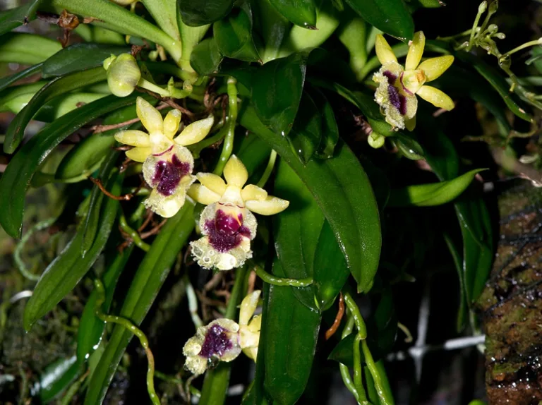 Haraella retrocalla