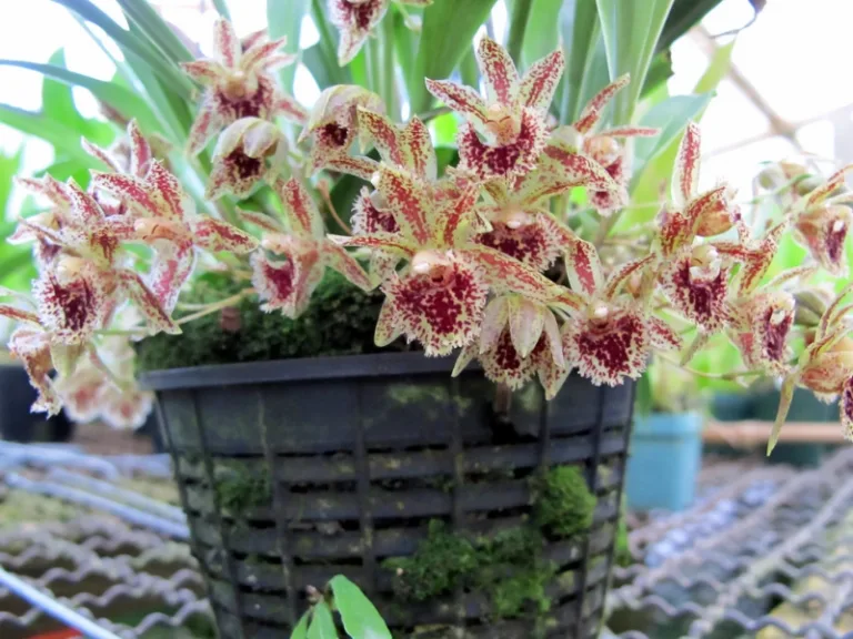 Kefersteinia