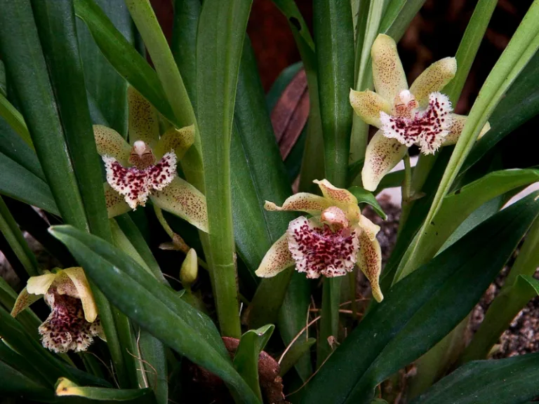 Kefersteinia