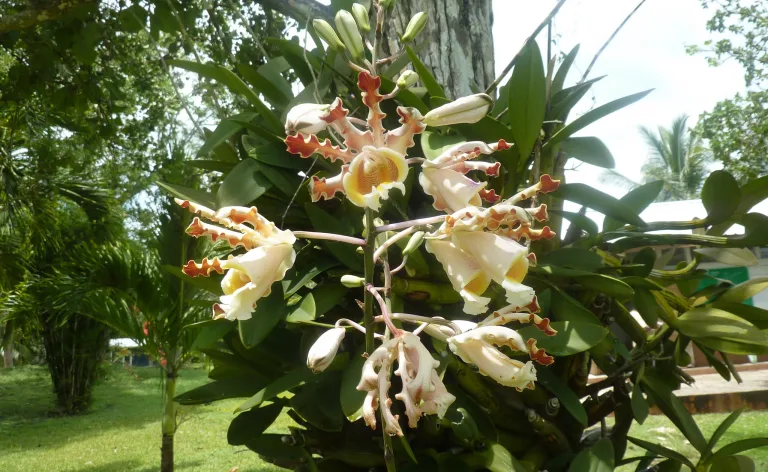 Myrmecophila