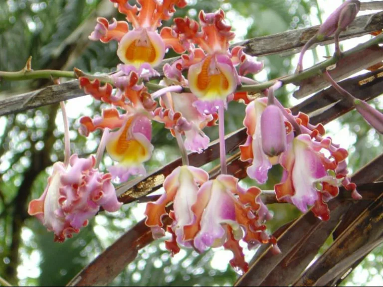 Myrmecophila
