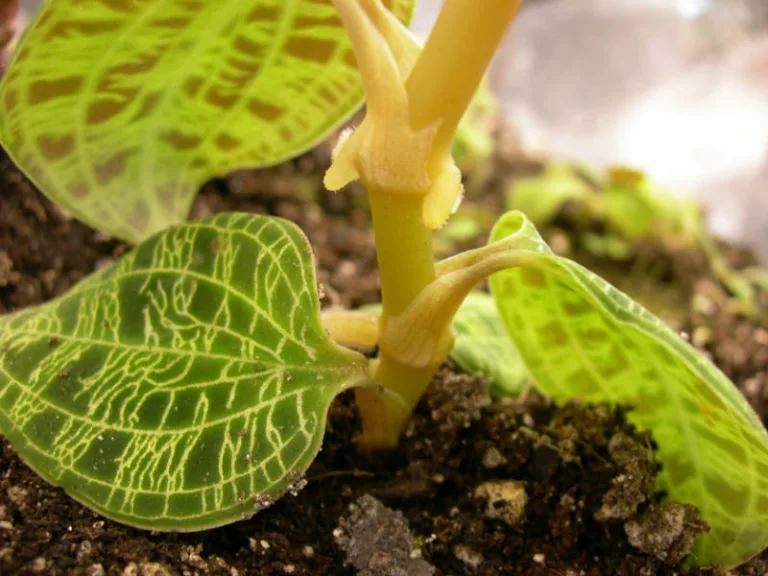 Macodes