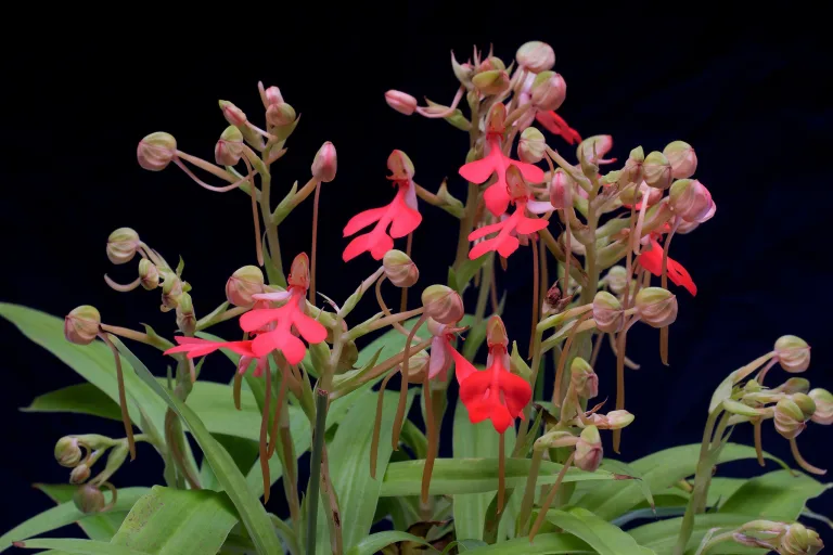 Habenaria