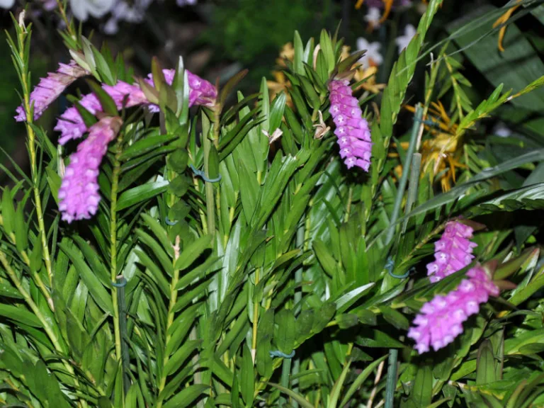 Isochilus