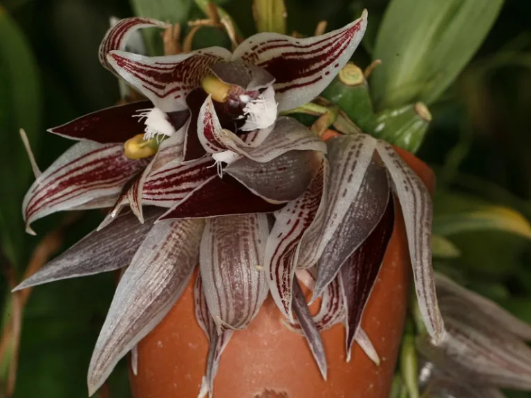 Paphinia