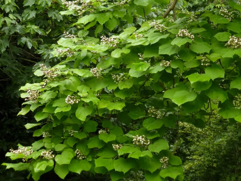 Катальпа яйцевидная