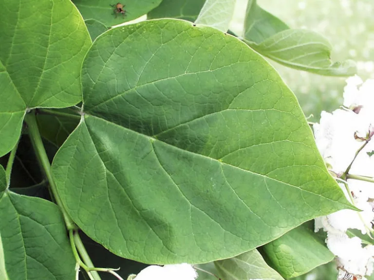 Catalpa