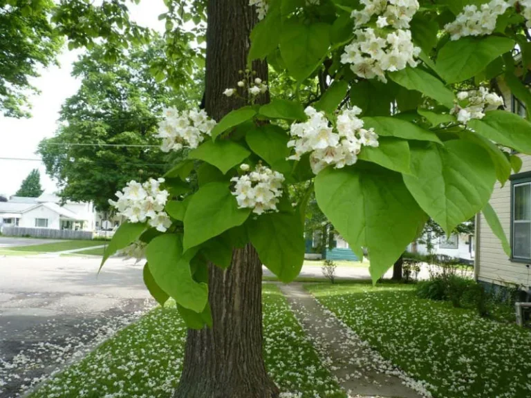 Катальпа