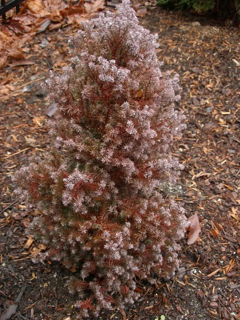 кипарисовик туевидный Ericoides 