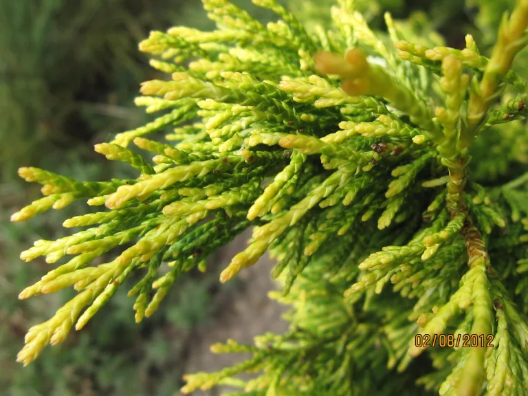 выращивание кипарисовика туевидного Variegata