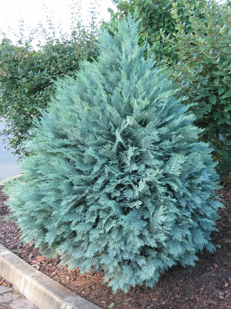 уход за кипарисовиком Лавсона Pembury Blue