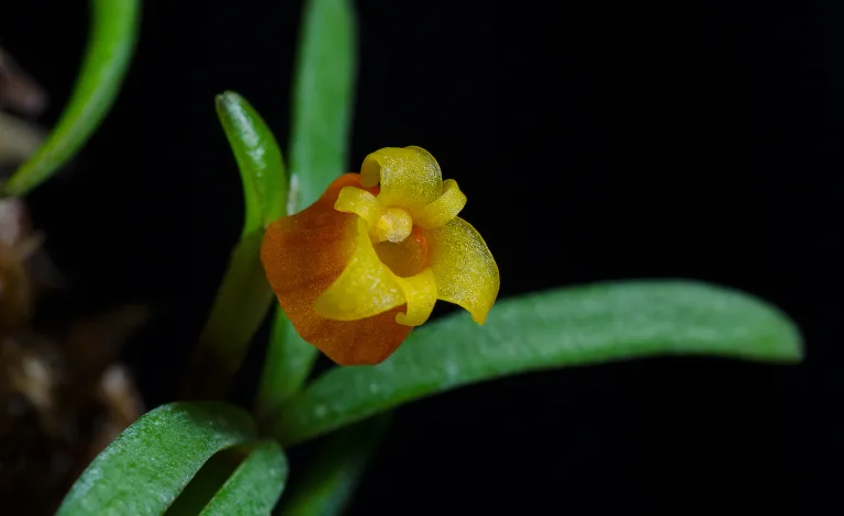Mediocalcar decoratum