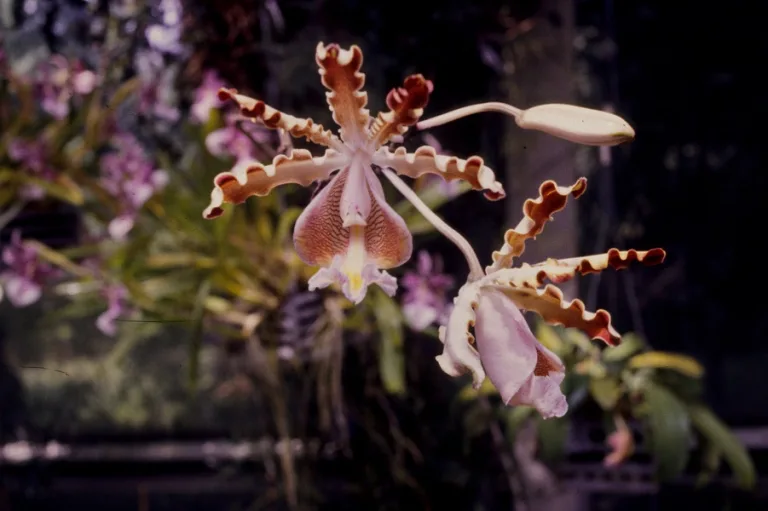 Myrmecophila galeottiana