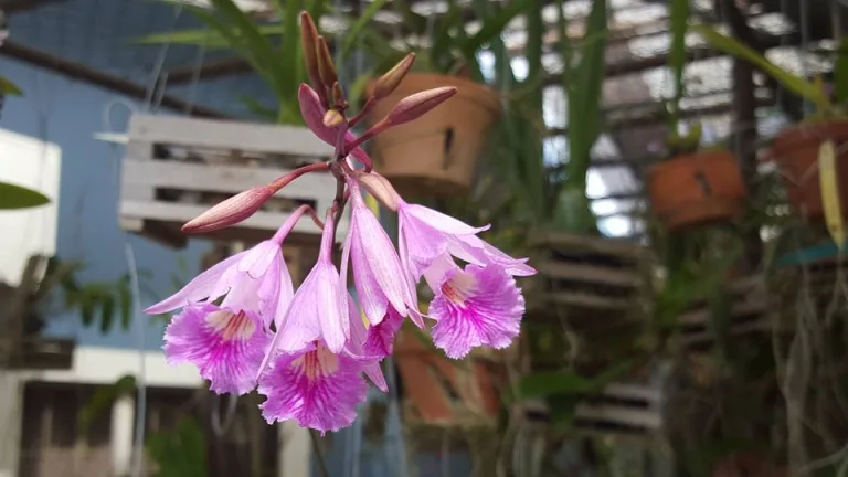 Myrmecophila galeottiana