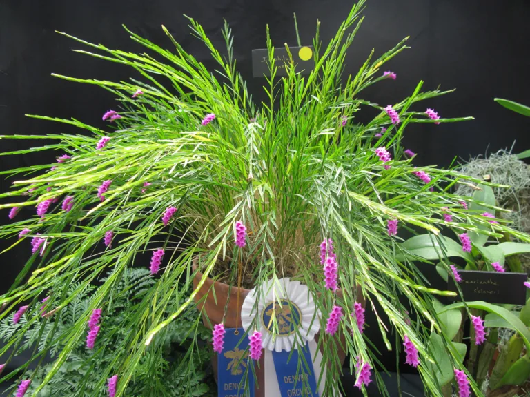 Isochilus linearis